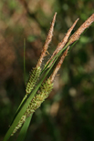 tussock sedge